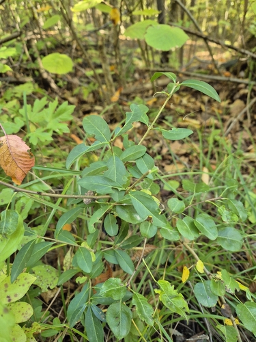 Common Privet