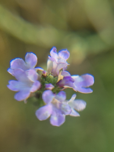 Common vervain