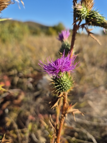 Bull Thistle