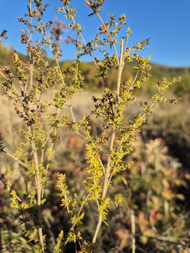 Lady's Bedstraw