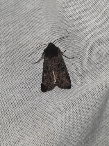 Black Rustic