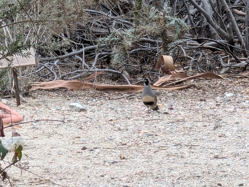 Gambel's Quail observed by nigel_thornberry