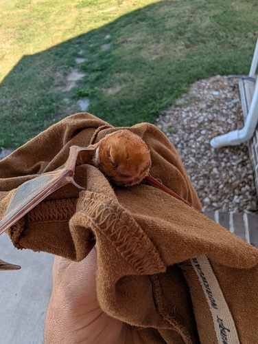 Eastern Red Bat observed by tyler-lesley