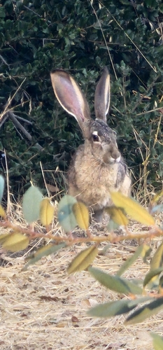Black-tailed Jackrabbit observed by marc946