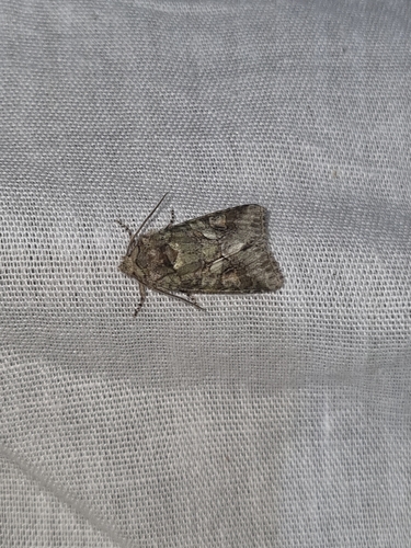 Southern Brindled Green