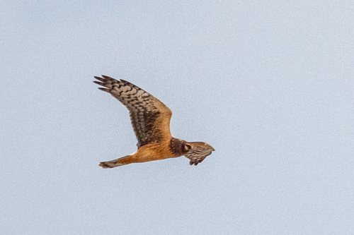 Northern Harrier observed by lukith