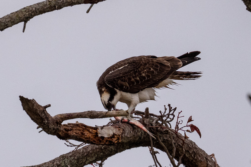 American Osprey observed by lukith
