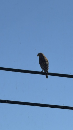 Red-shouldered Hawk observed by d_christensen