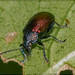Freudeita cupripennis - Photo (c) RAP, all rights reserved, uploaded by RAP