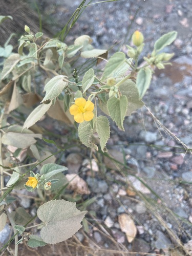 Yellow Indian Mallow