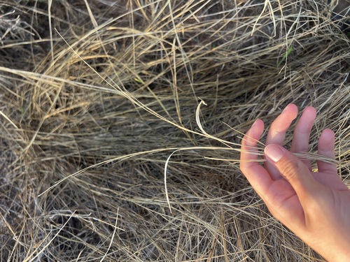 Vine Mesquite