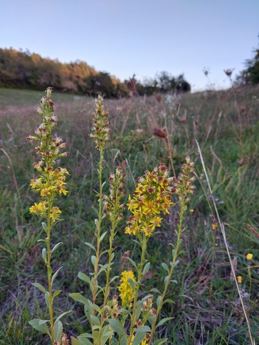 European goldenrod