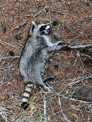 Common Raccoon observed by l_lechelt