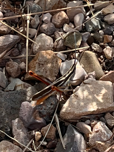 Texas Mermiria