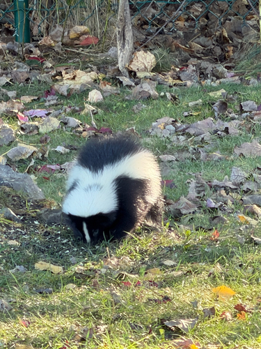 Striped Skunk observed by chris291