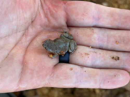Western Narrow-mouthed Toad