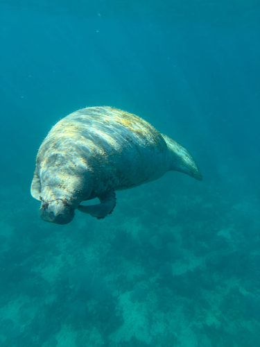 Antillean Manatee observed by daria_737