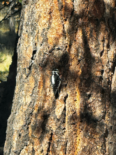 Hairy Woodpecker observed by montanaclan