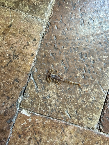 Lesser Stripetail Scorpion