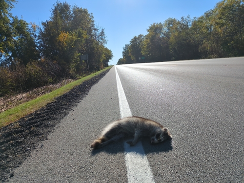 Common Raccoon observed by maxallen