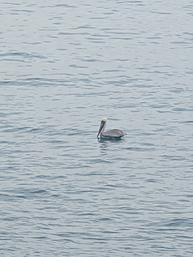 Brown Pelican observed by tamandua_tandem