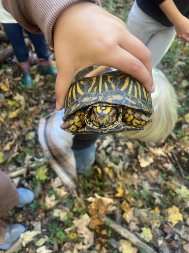 Eastern Box Turtle observed by cforgrave