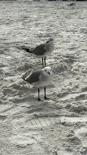 Laughing Gull observed by haydez999