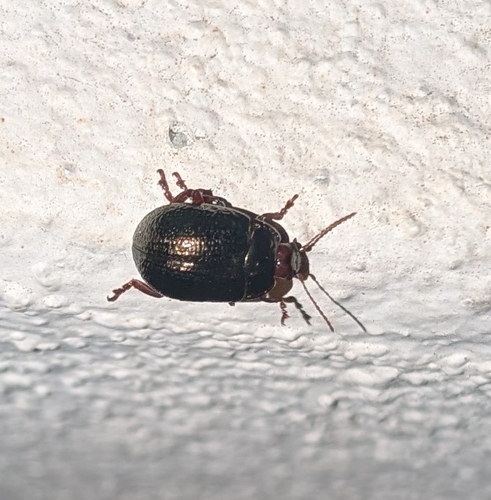 Bronze Beetle