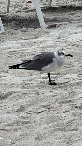 Laughing Gull observed by kathleentlh