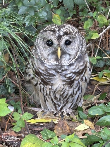 Barred Owl observed by rosalie-rick