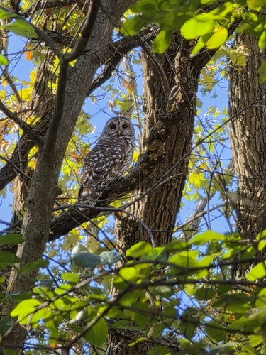 Barred Owl observed by leigh