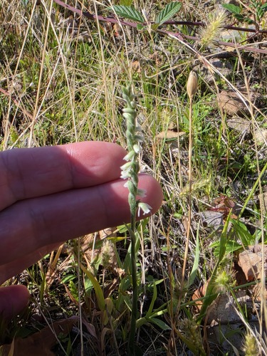 Autumn Ladies' Tresses