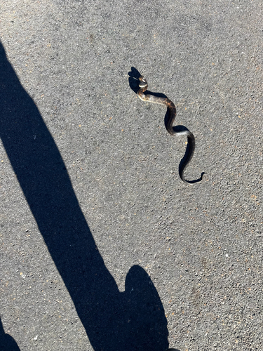 Western Ratsnake observed by aarondruery