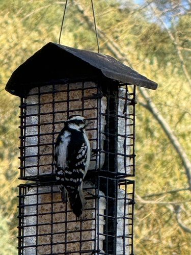 Downy Woodpecker observed by annadeyle