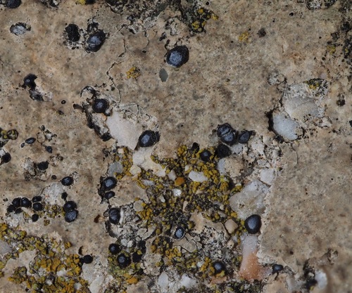 Sarcogyne pruinosa