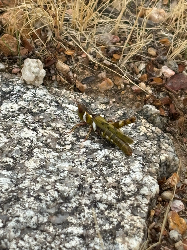 Creosote Bush Grasshopper