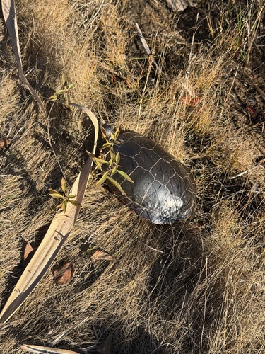 Midland Painted Turtle observed by cwilson_
