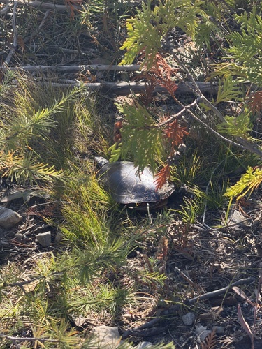Midland Painted Turtle observed by cwilson_