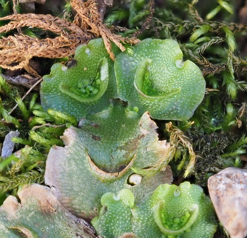 Crescent-cup liverwort