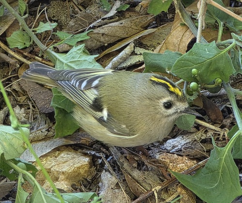 Goldcrest