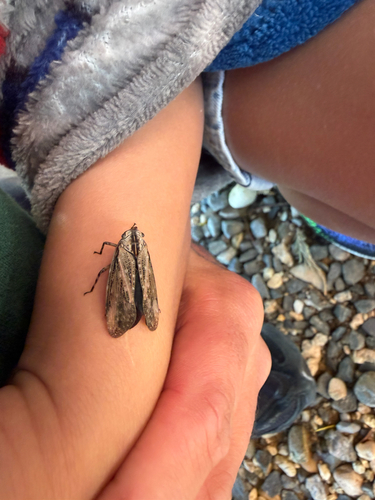 Striated Lanternfly