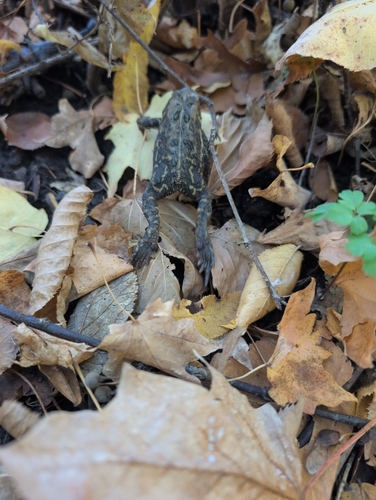 American Toad observed by wilder5865