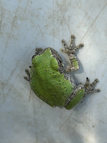 Cope's Gray Tree Frog observed by nthu9280