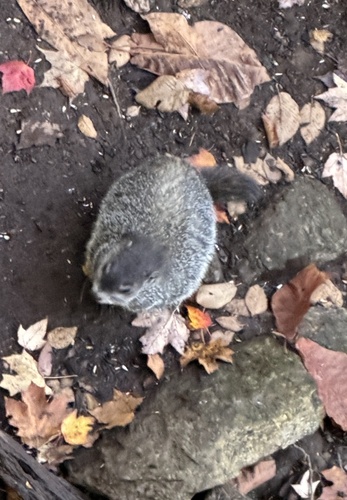 Groundhog observed by davidchonin