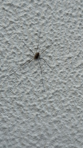 European Harvestman