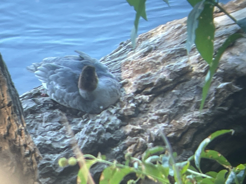 Common Merganser observed by bushbuddy