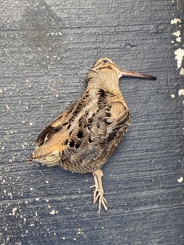 American Woodcock observed by yukonfl