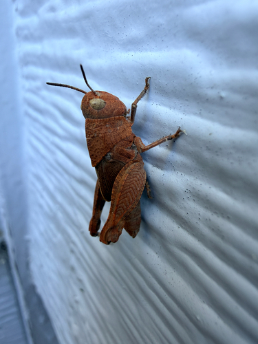 Speckle-winged Rangeland Grasshopper