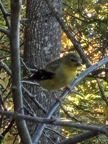 American Goldfinch observed by aaavery