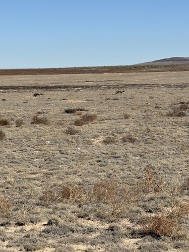 Coyote observed by norah39238